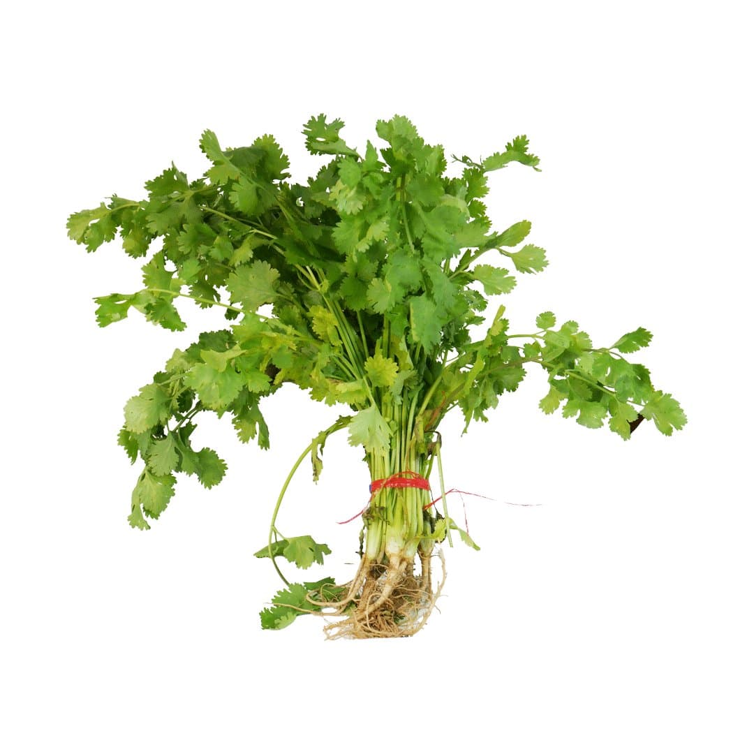 CILANTRO 1KG foto